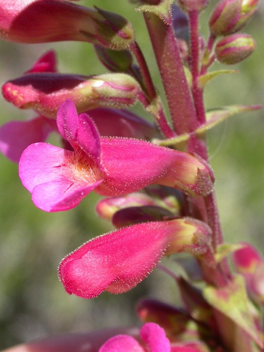 Penstemon bicolor Penstemon bicolor