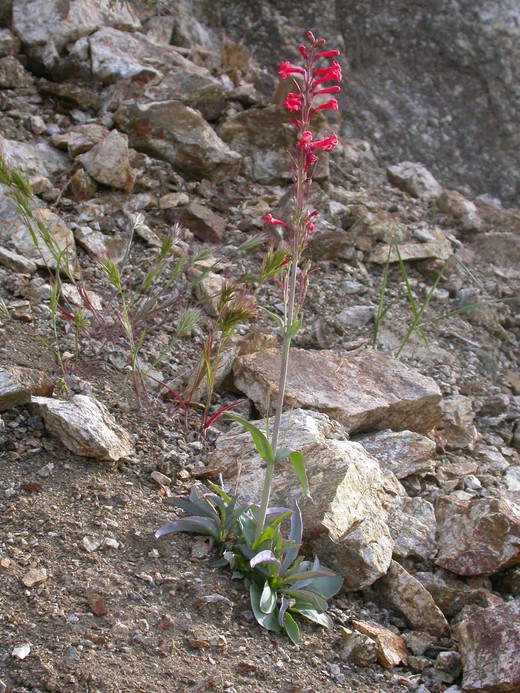 Penstemon utahensis Penstemon utahensis