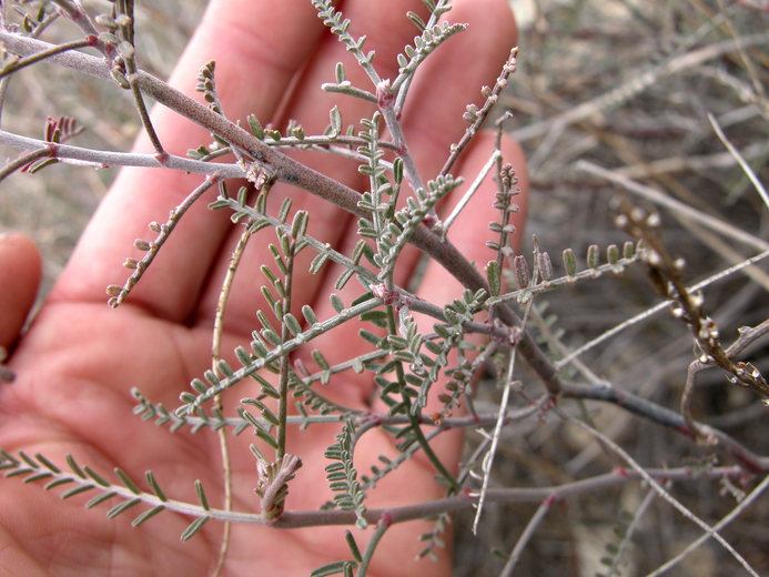 Astragalus pachypus var. jaegeri