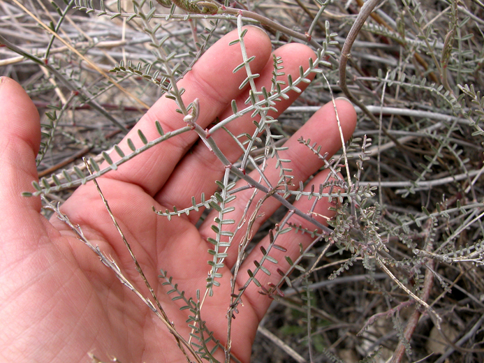 Astragalus pachypus var. jaegeri