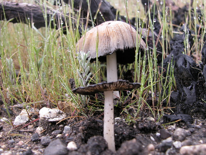 Coprinus atramentarius