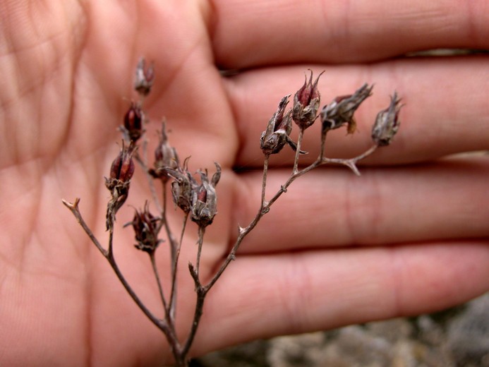 Dudleya lanceolata