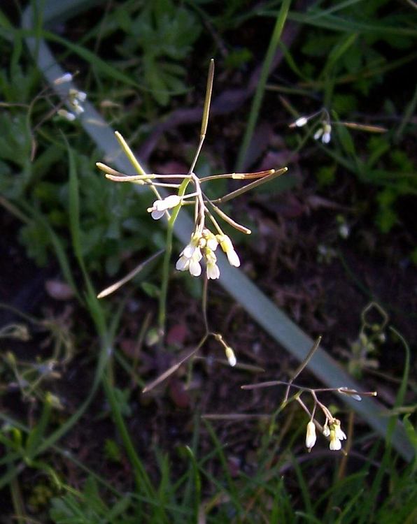 Arabidopsis thaliana