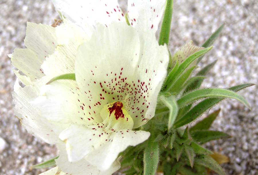 Mohavea confertiflora