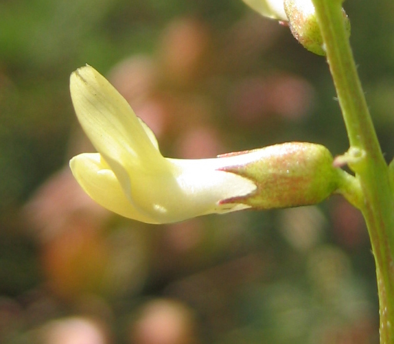 Astragalus deanei