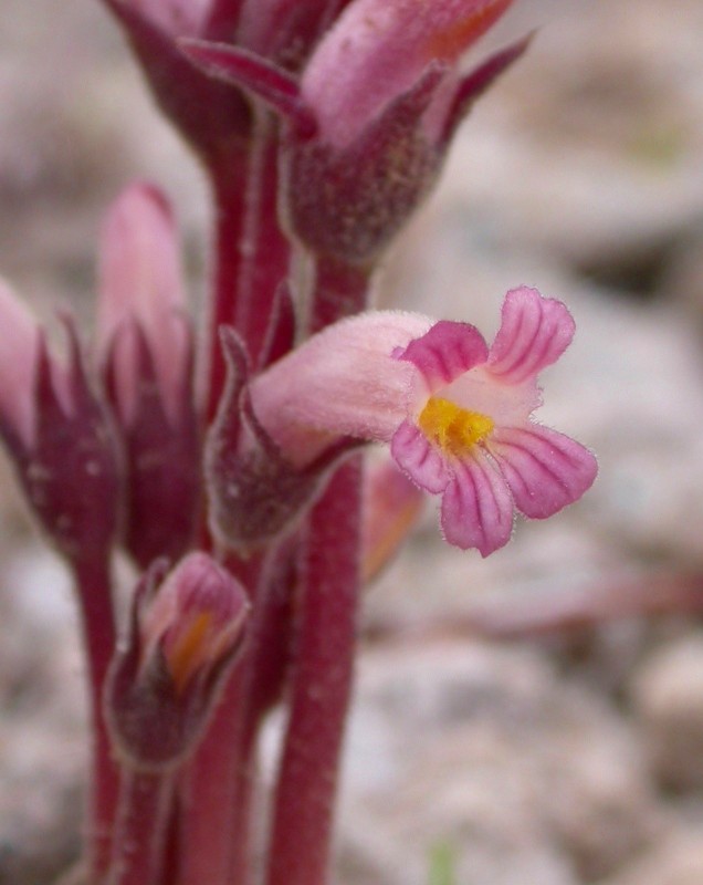 Orobanche fasciculata Orobanche fasciculata
