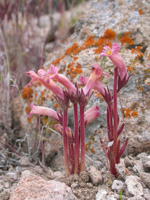Orobanche fasciculata Orobanche fasciculata