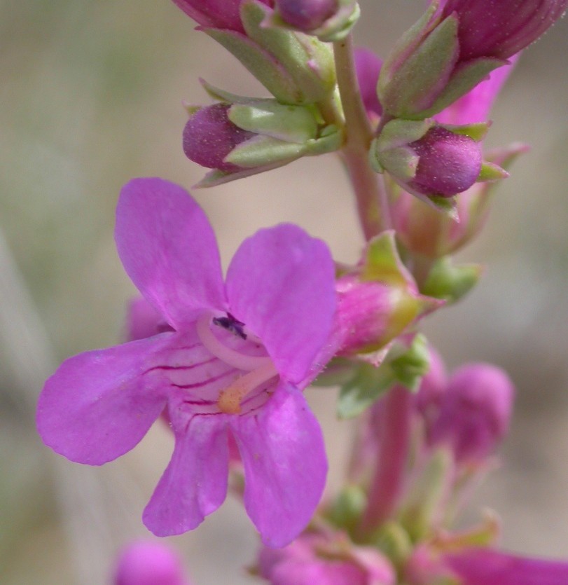 Penstemon confusus Penstemon confusus