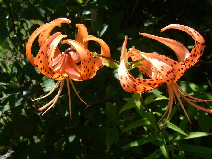 Lilium lancifolium Lilium lancifolium