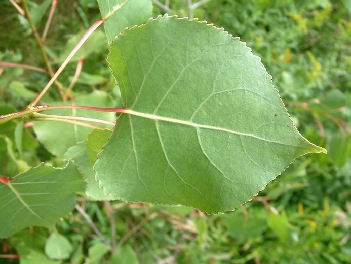 Populus deltoides Populus deltoides