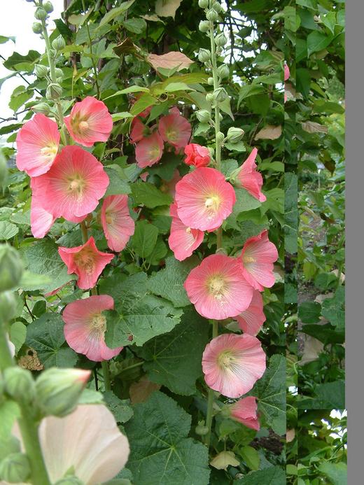 Alcea rosea Alcea rosea