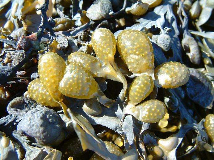 Fucus vesiculosus Fucus vesiculosus