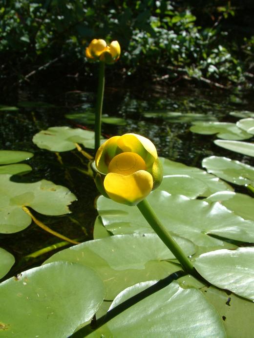 Nuphar variegata