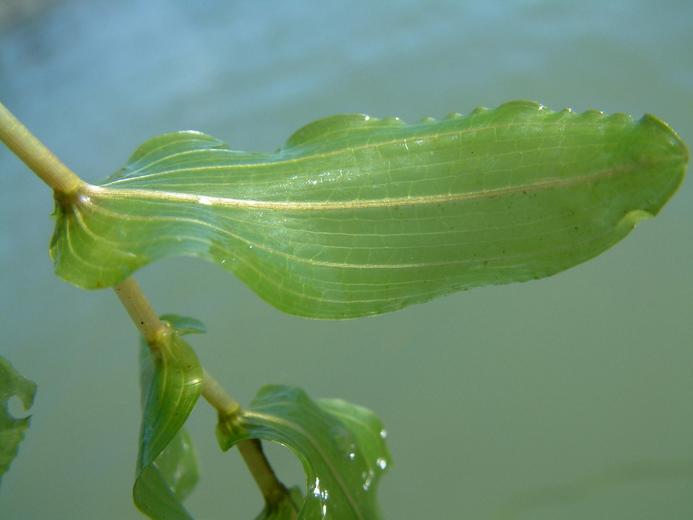Potamogeton sp. Potamogeton sp.
