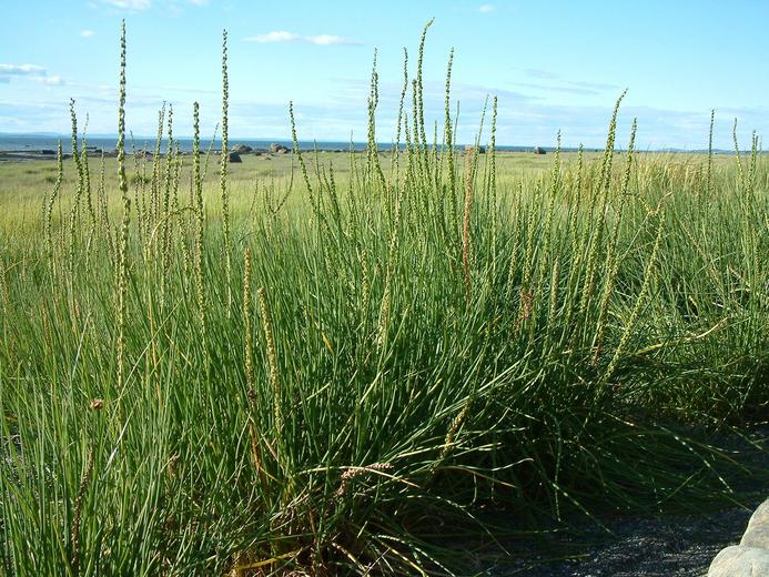 Triglochin maritima Triglochin maritima