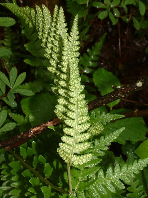 Dryopteris carthusiana Dryopteris carthusiana