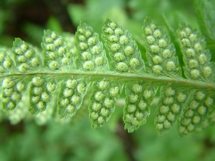Dryopteris carthusiana Dryopteris carthusiana