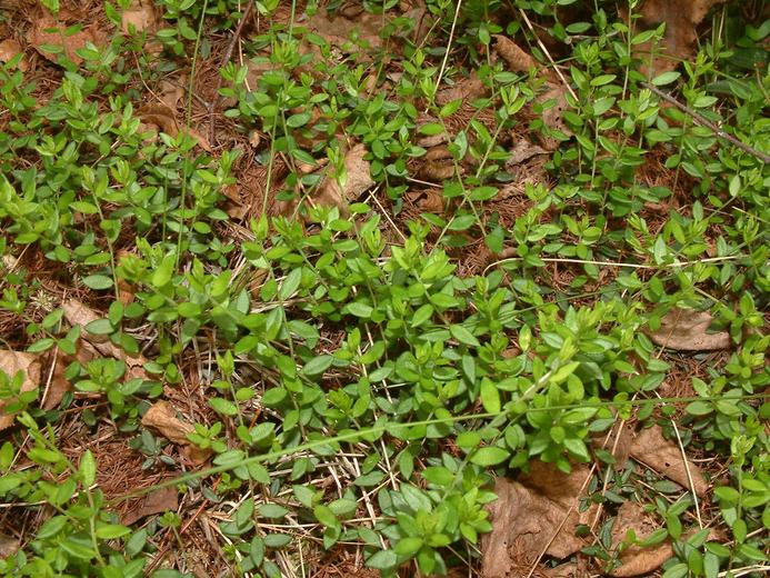 Vaccinium oxycoccos Vaccinium oxycoccos