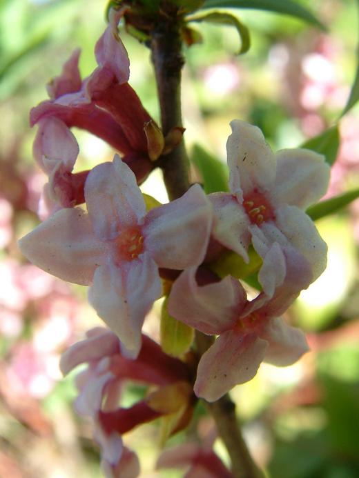 Daphne mezereum