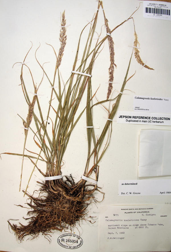 Calamagrostis koelerioides