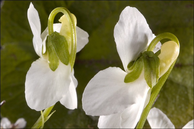 Viola alba ssp. alba