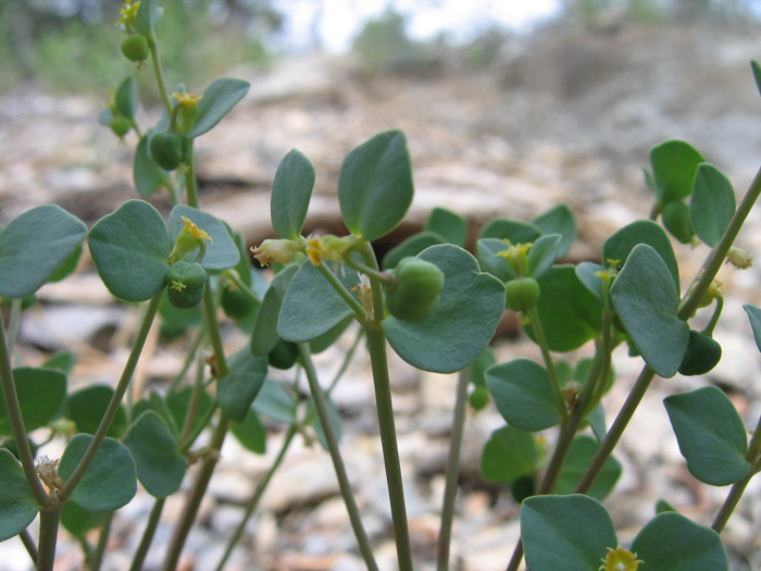 Euphorbia brachycera Euphorbia brachycera