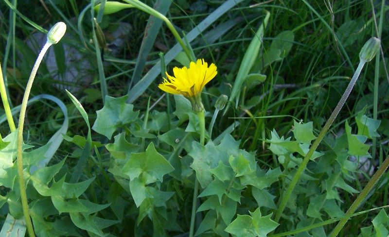 Hyoseris radiata