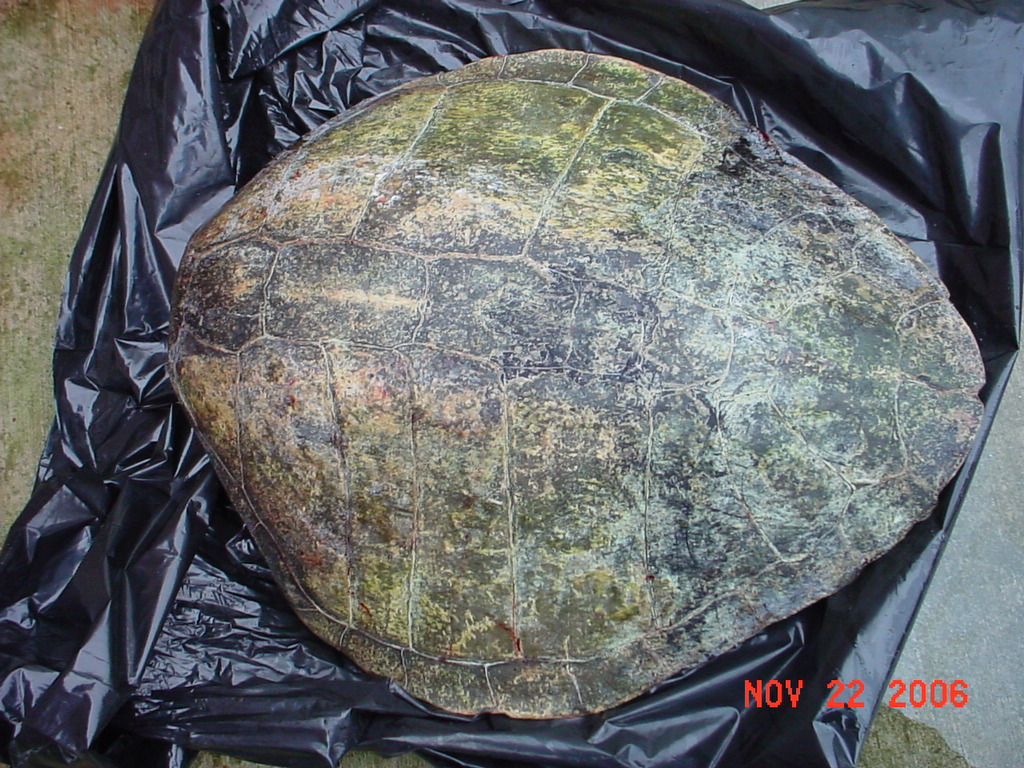 Lepidochelys olivacea Lepidochelys olivacea