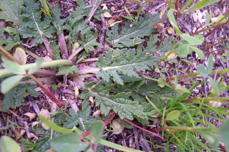 Salvia verbenaca