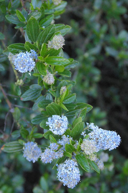 Ceanothus thyrsiflorus Ceanothus thyrsiflorus