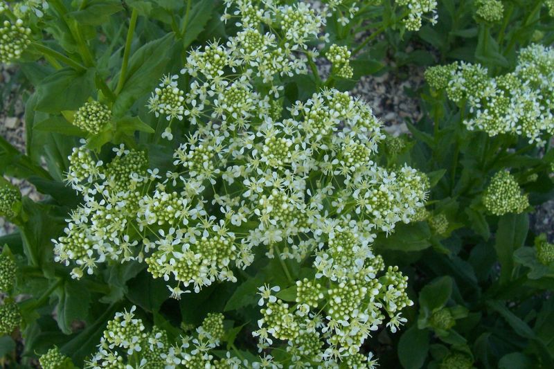Lepidium draba