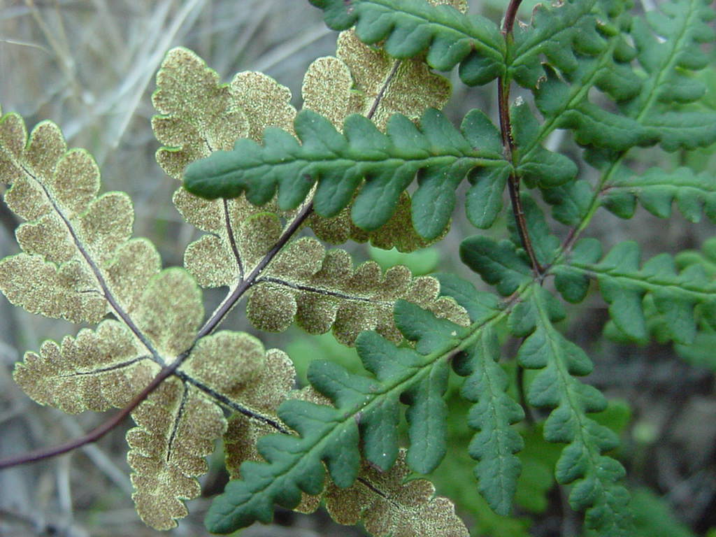 Pentagramma triangularis var. triangularis