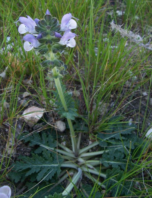 Salvia verbenaca