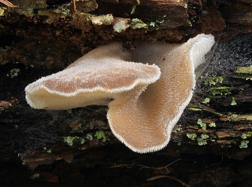Pseudohydnum gelatinosum Pseudohydnum gelatinosum
