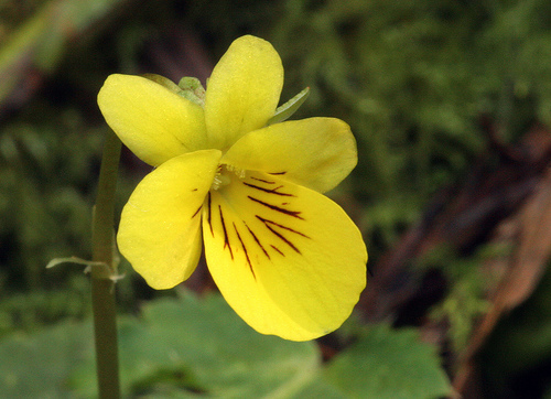 Viola sempervirens Viola sempervirens