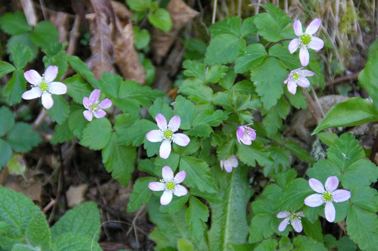 Anemone oregana