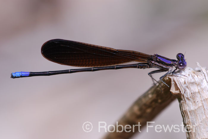 Argia fumipennis Argia fumipennis