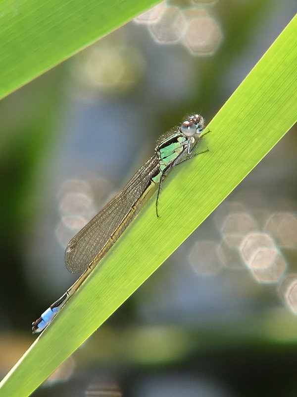 Ischnura elegans Ischnura elegans