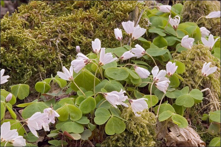 Oxalis acetosella