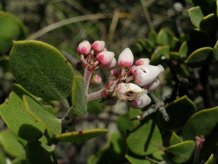 Arctostaphylos montana ssp. montana