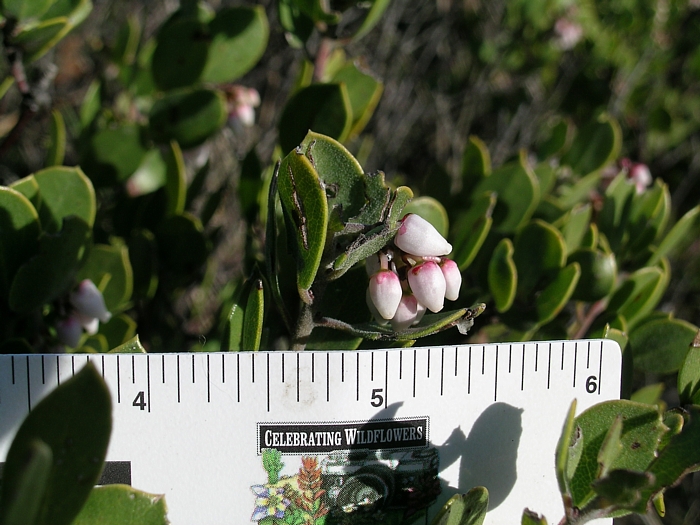 Arctostaphylos montana ssp. montana Arctostaphylos montana ssp. montana