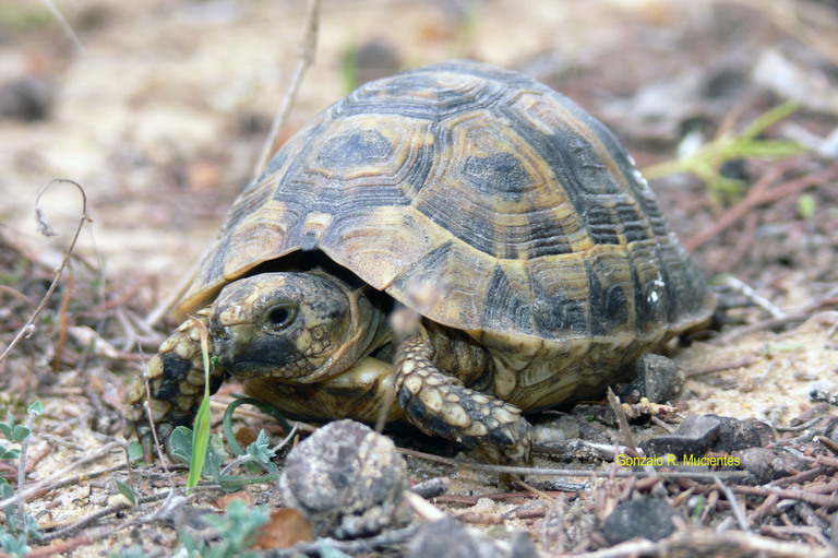 CalPhotos: Testudo graeca nabeulensis; Tunisian Spur-thighed Tortoise