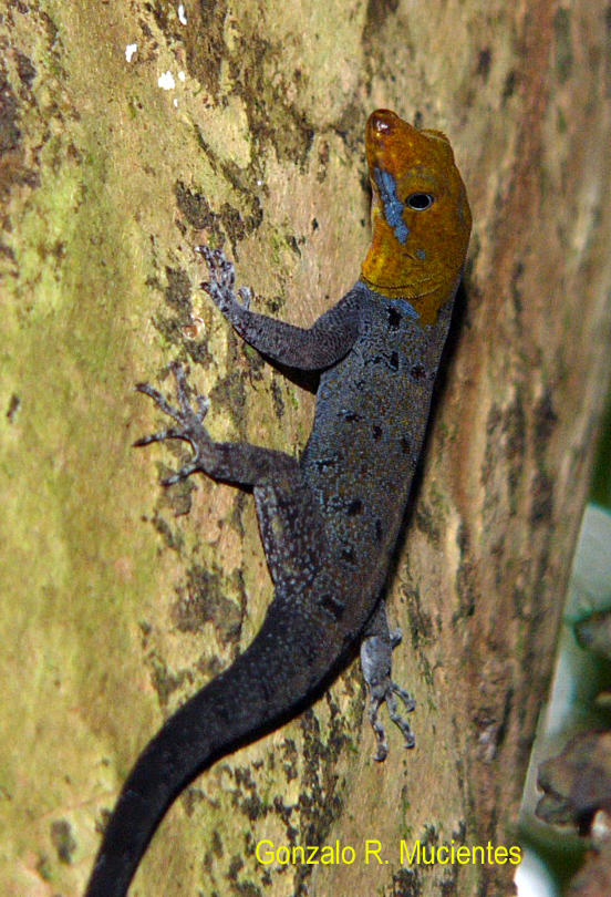 Gonatodes albogularis Gonatodes albogularis