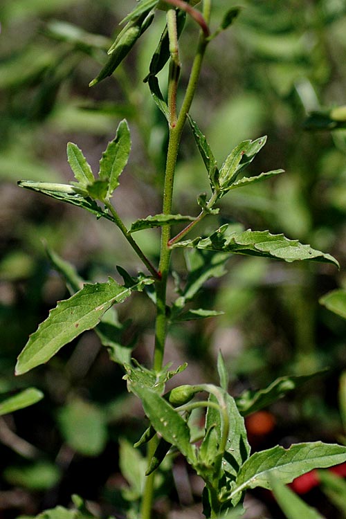 Oenothera speciosa Oenothera speciosa