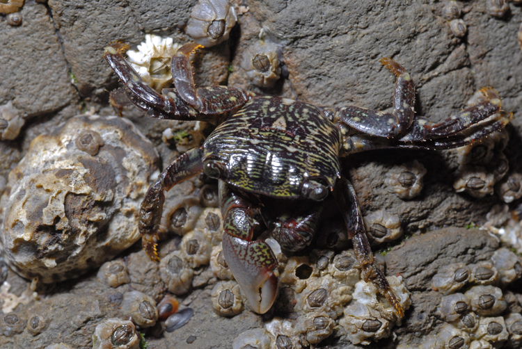 Pachygrapsus crassipes Pachygrapsus crassipes