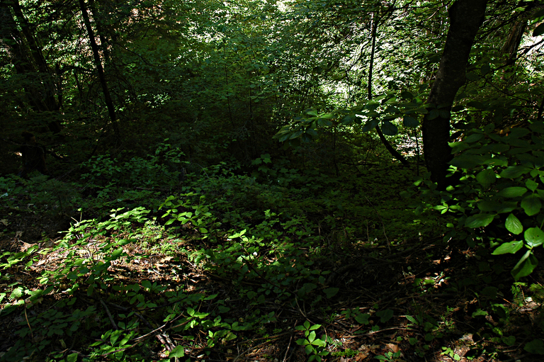 Galium triflorum