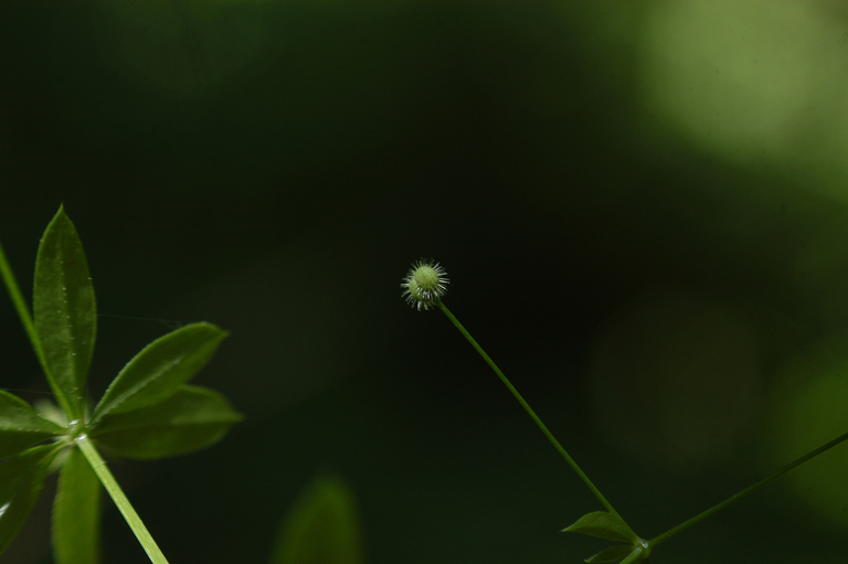 Galium triflorum