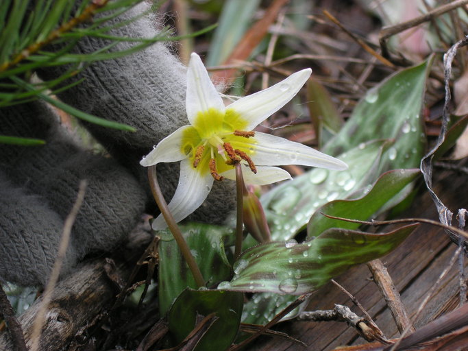 Erythronium citrinum var. roderickii Erythronium citrinum var. roderickii