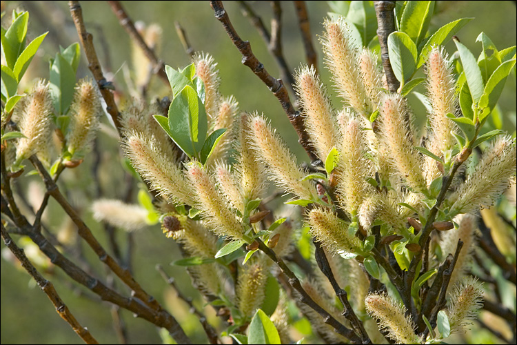 Salix waldsteiniana