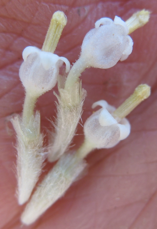Hymenopappus filifolius var. eriopodus Hymenopappus filifolius var. eriopodus